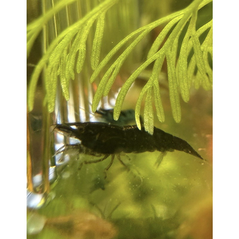 20 +4 free Mixed Neocardina Shrimp