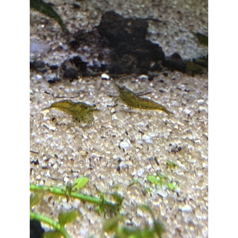 10 +2 free Dark Green Jade culls