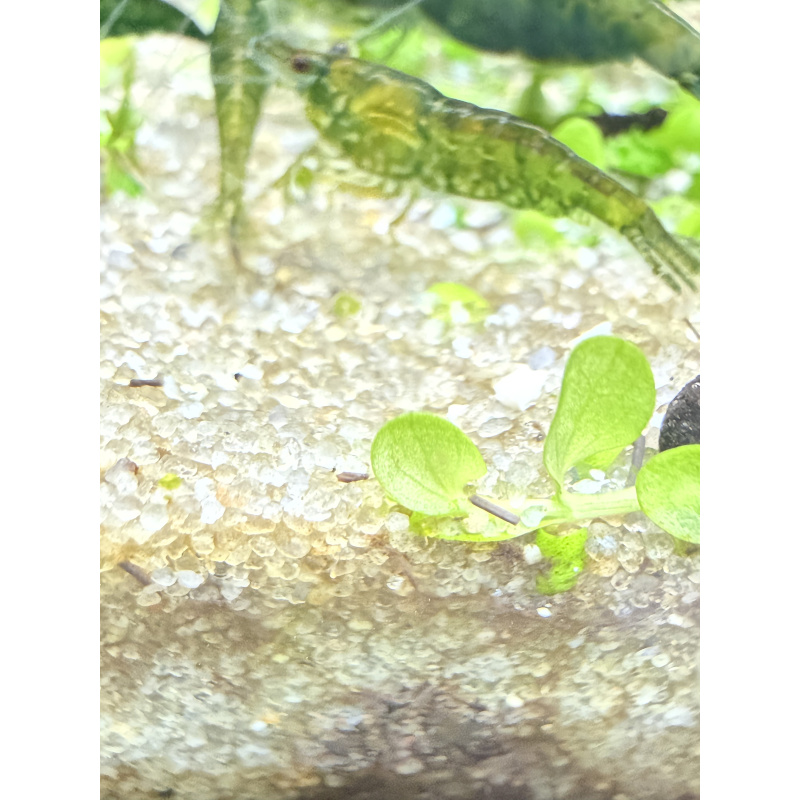 10 +2 free Dark Green Jade culls