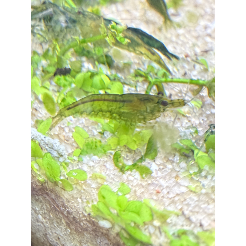 10 +2 free Dark Green Jade culls