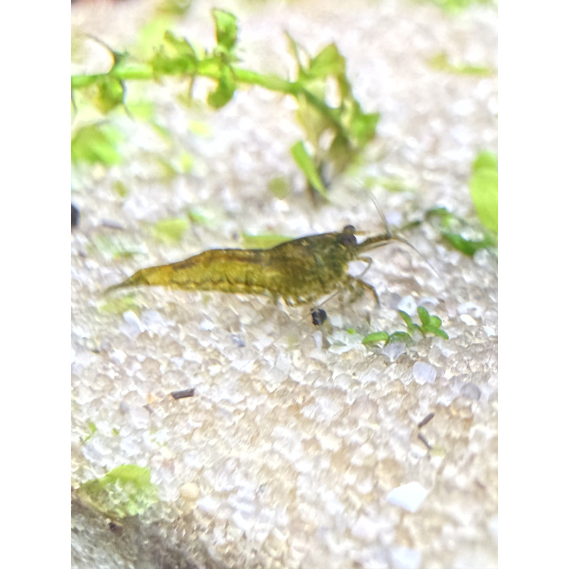 10 +2 free Dark Green Jade culls