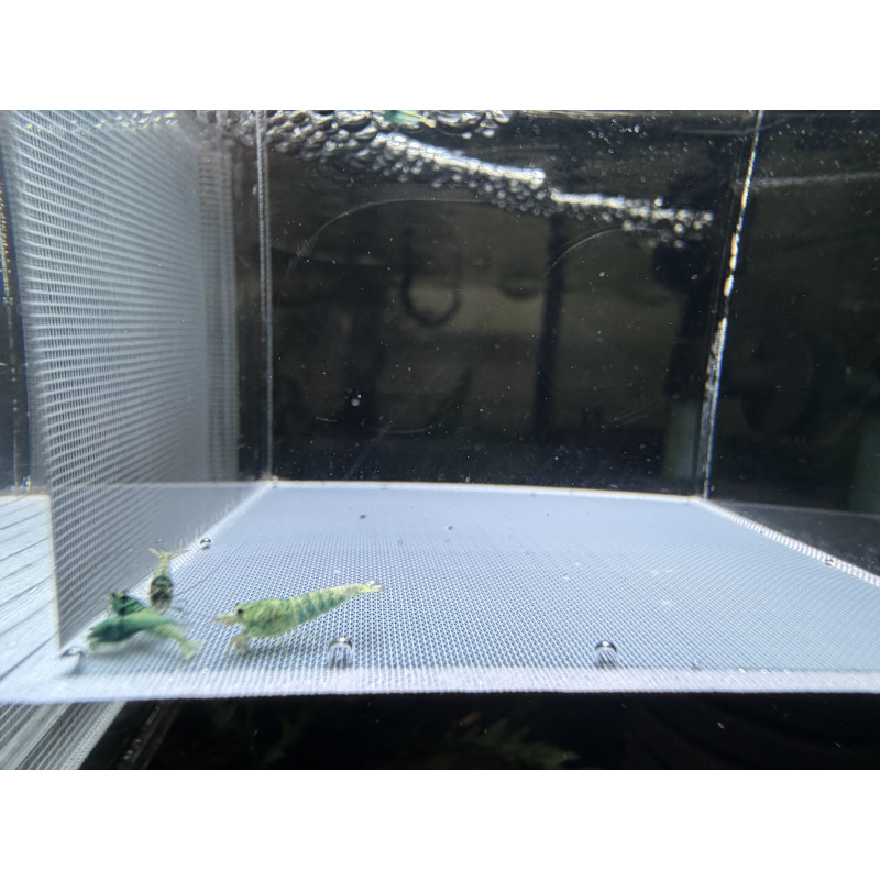 Mix Caridina shrimp/ shrimps
