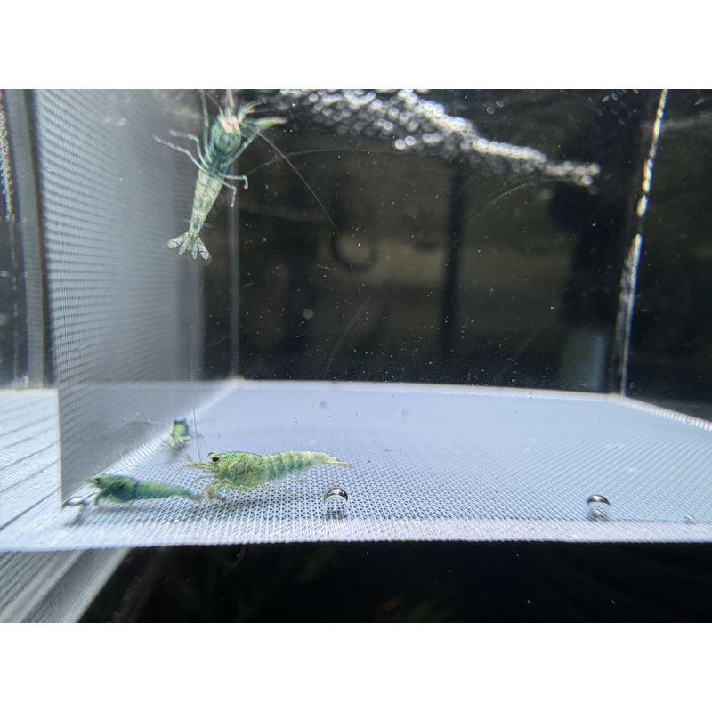 Mix Caridina shrimp/ shrimps