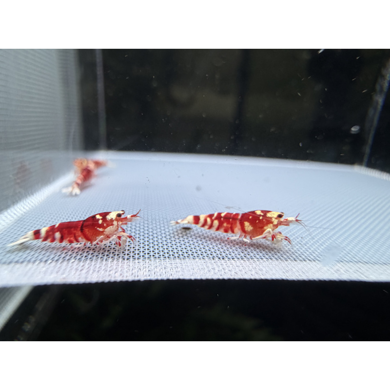 Mix Caridina shrimp/ shrimps