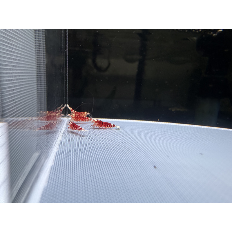 Mix Caridina shrimp/ shrimps