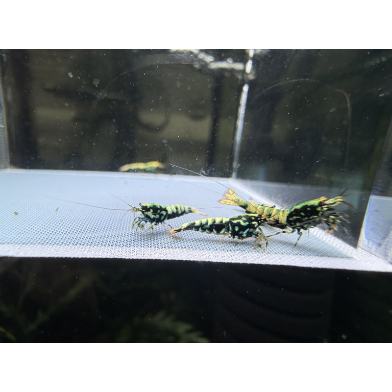 Mix Caridina shrimp/ shrimps