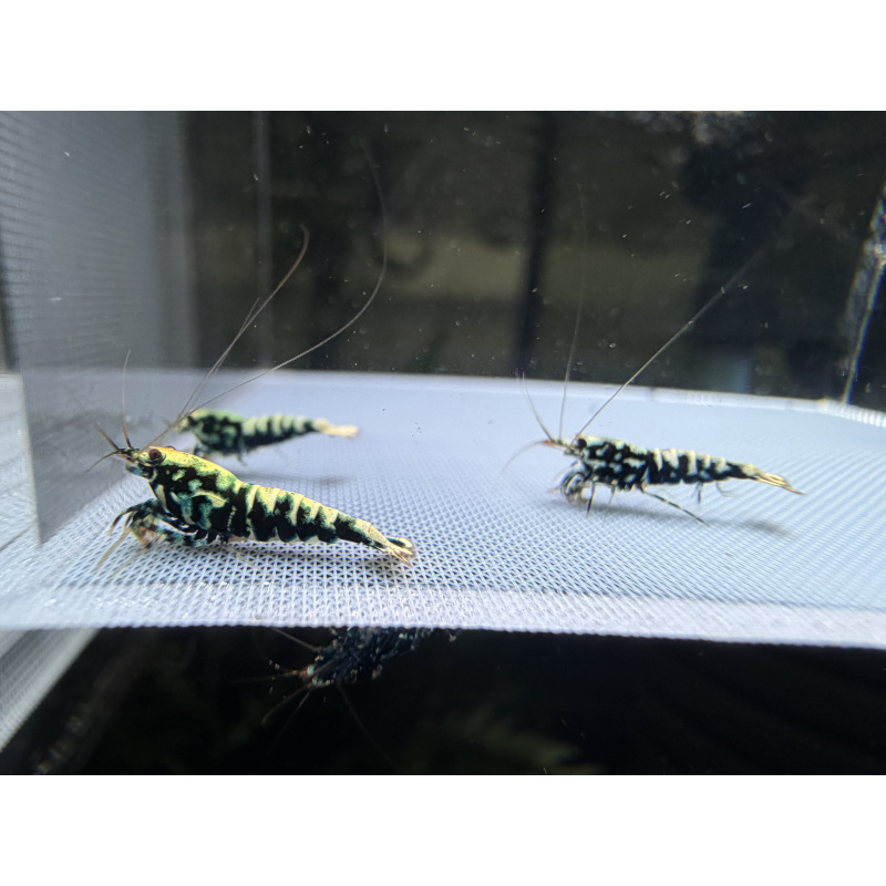 Mix Caridina shrimp/ shrimps