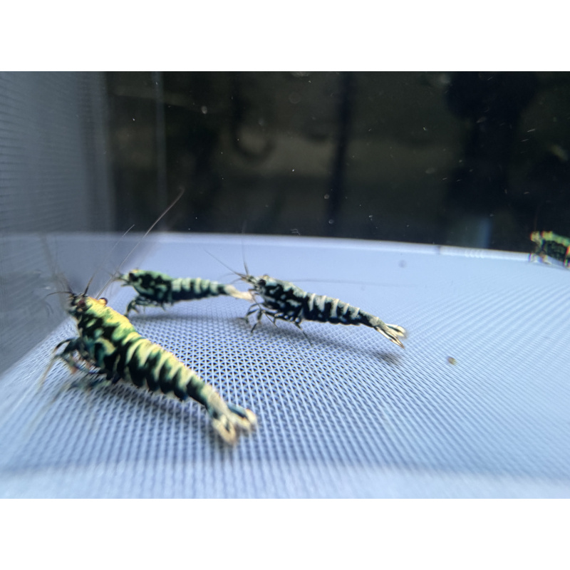 Mix Caridina shrimp/ shrimps