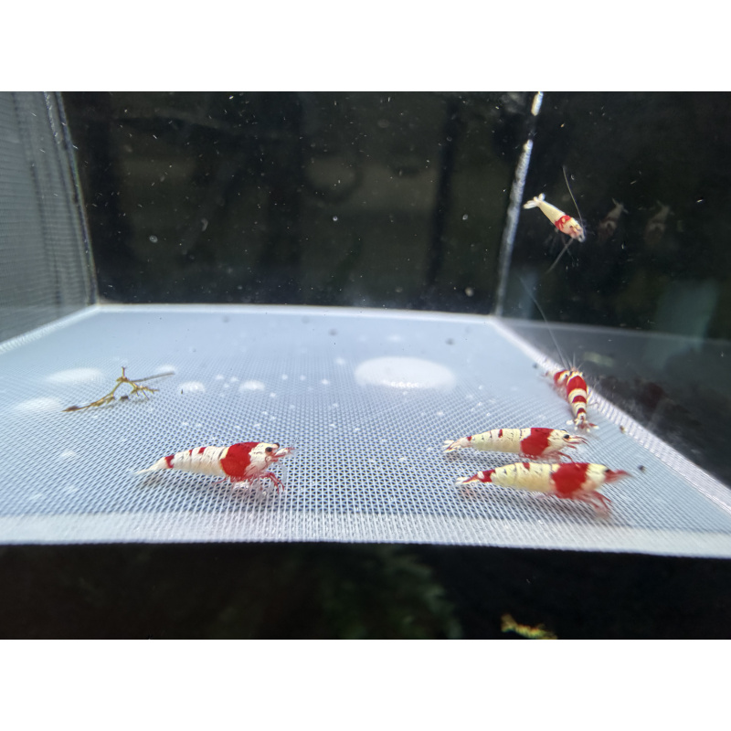 Mix Caridina shrimp/ shrimps