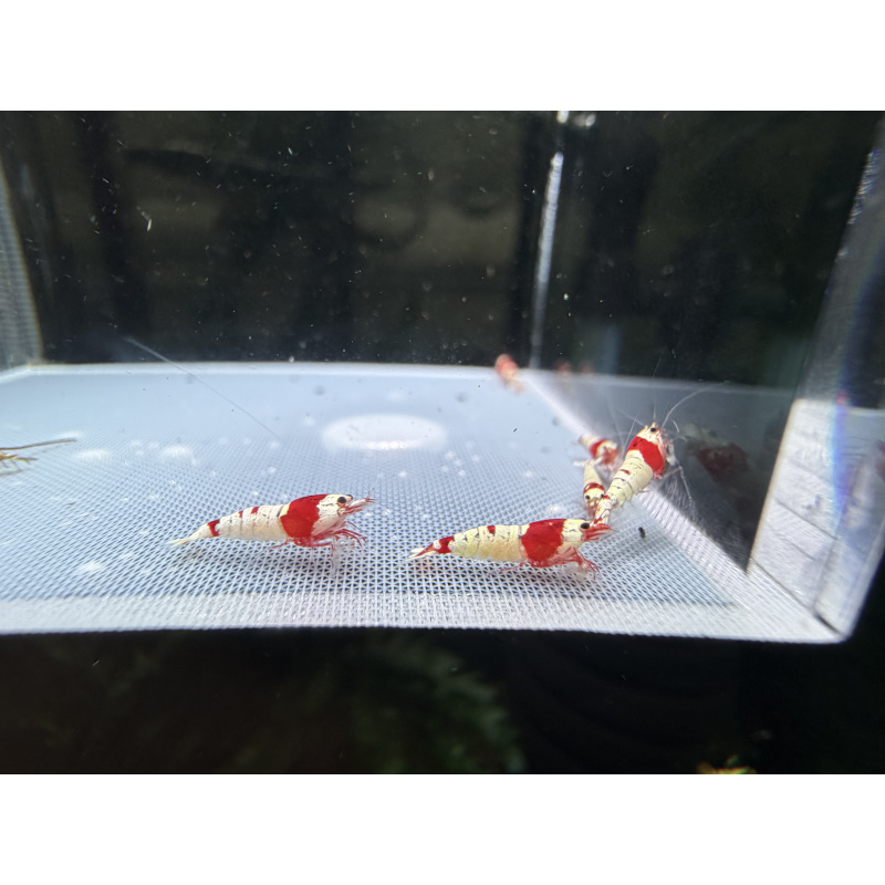 Mix Caridina shrimp/ shrimps