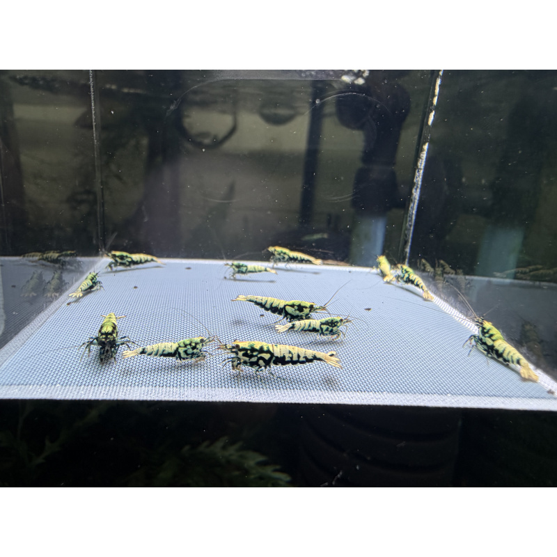 Boa shrimps