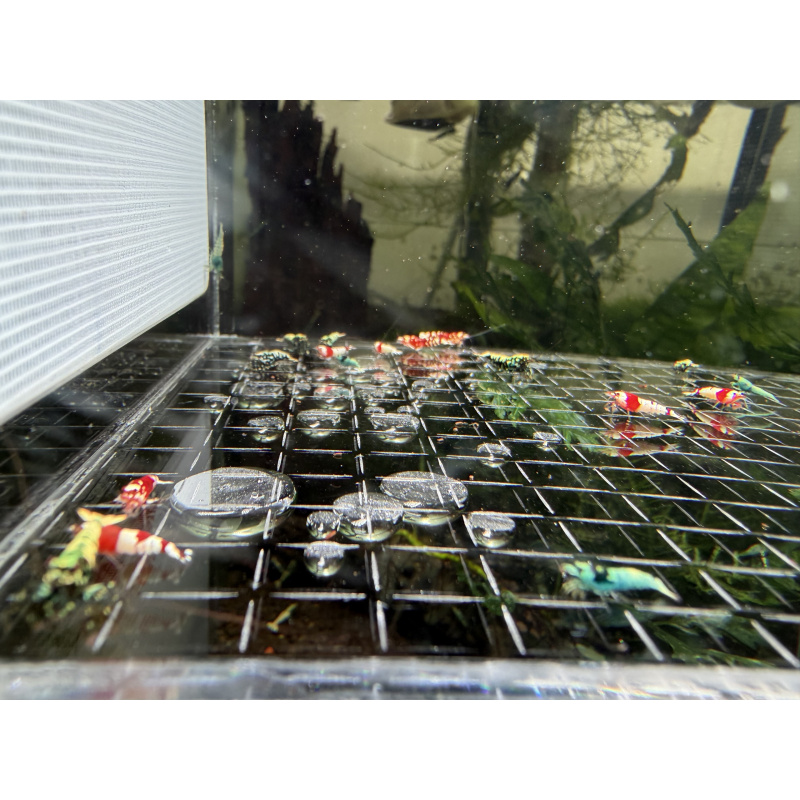 Mix Caridina shrimp/ shrimps