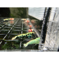 Mix Caridina shrimp/ shrimps