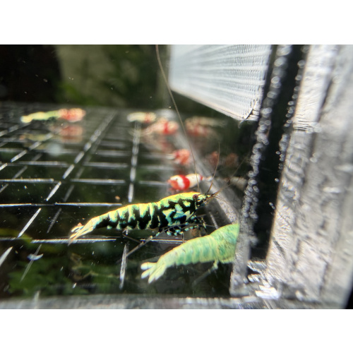 Mix Caridina shrimp/ shrimps