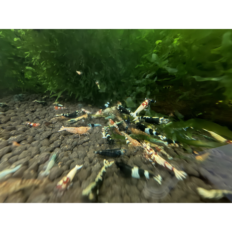 30x Mixed cull shrimps