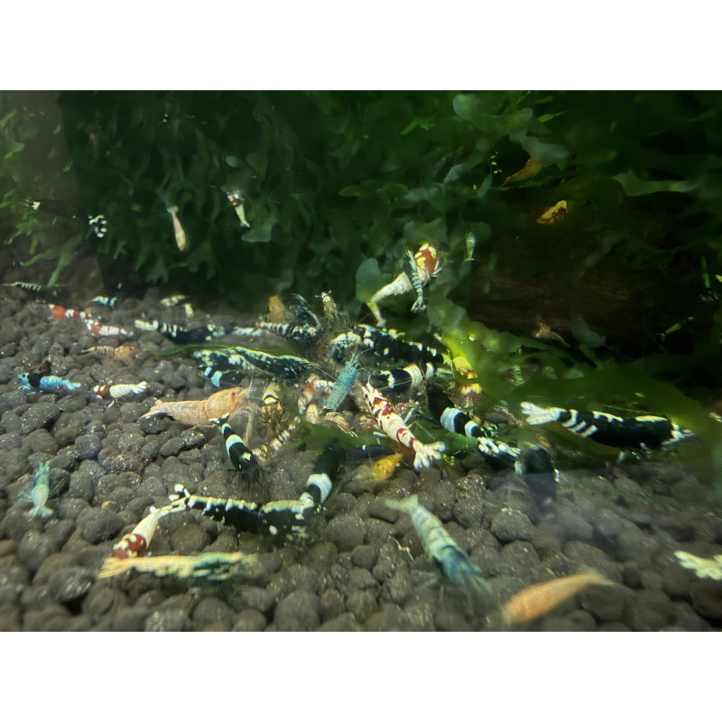 30x Mixed cull shrimps