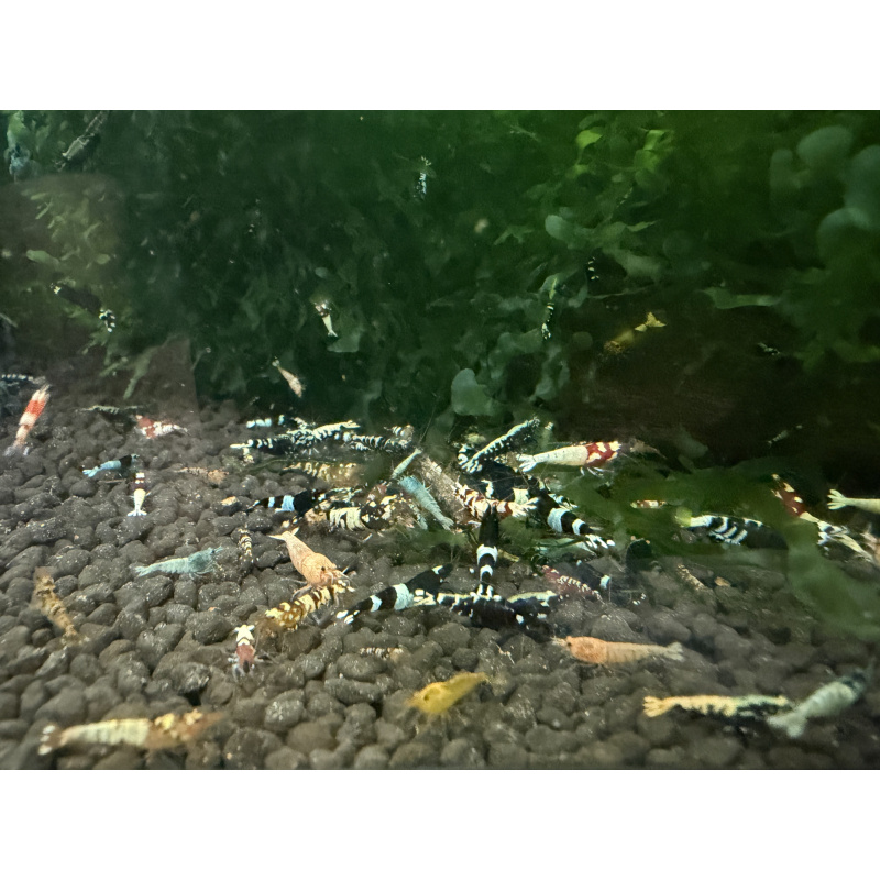 30x Mixed cull shrimps