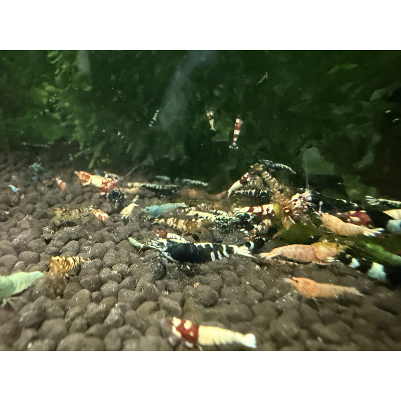 30x Mixed cull shrimps