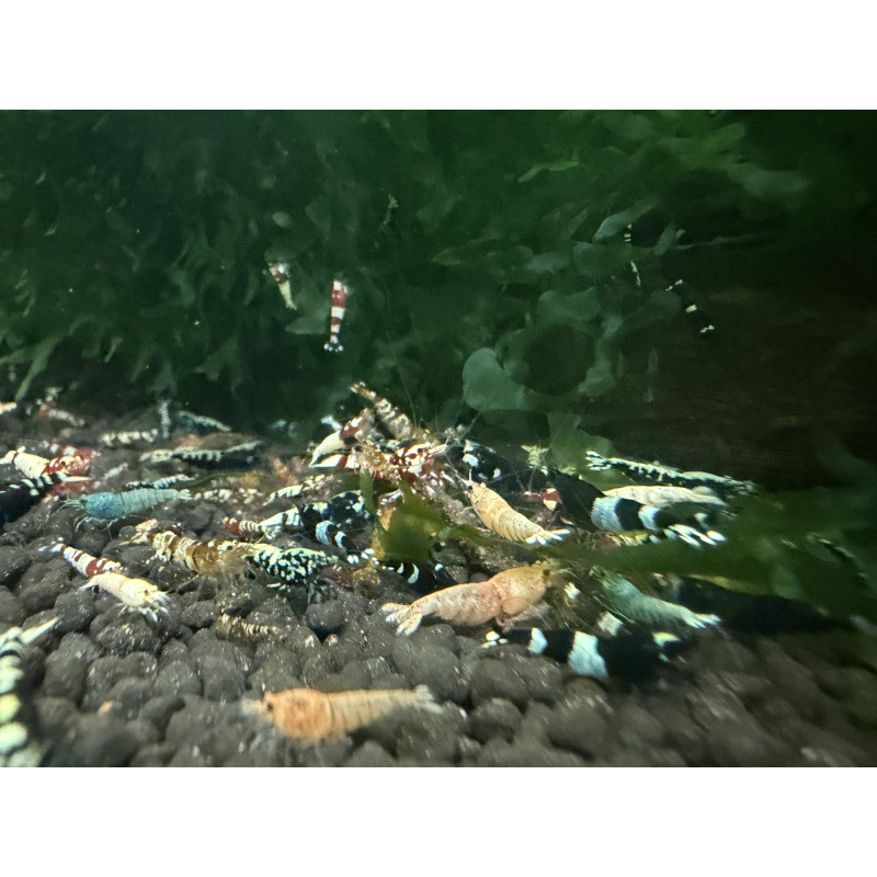30x Mixed cull shrimps