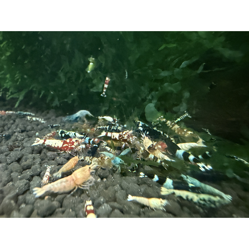 30x Mixed cull shrimps