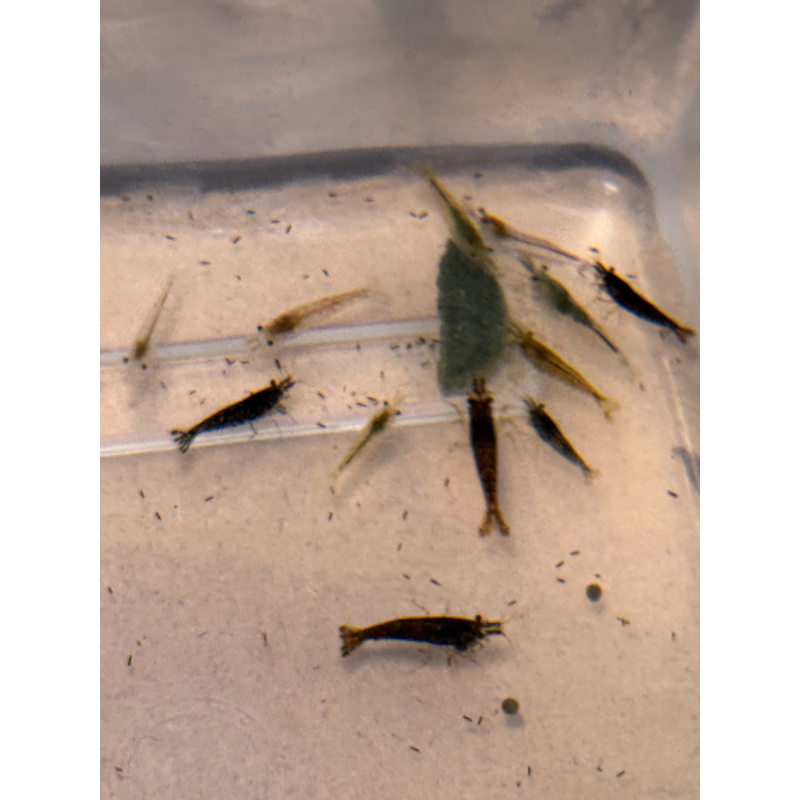 20 +4 free Mixed Neocardina Shrimp