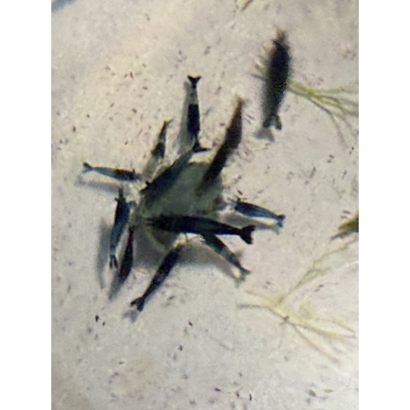 20 +4 free Mixed Neocardina Shrimp