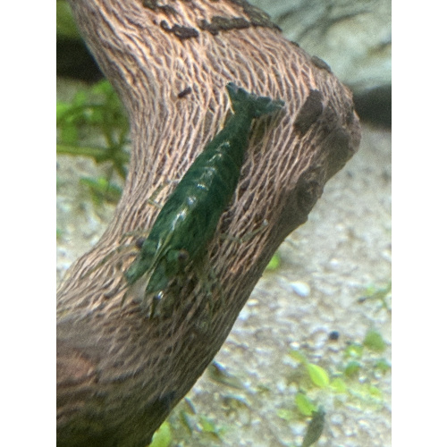 10 +2 free Green Jade high grade very dark