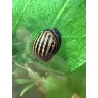 4x zebra Nerite snails