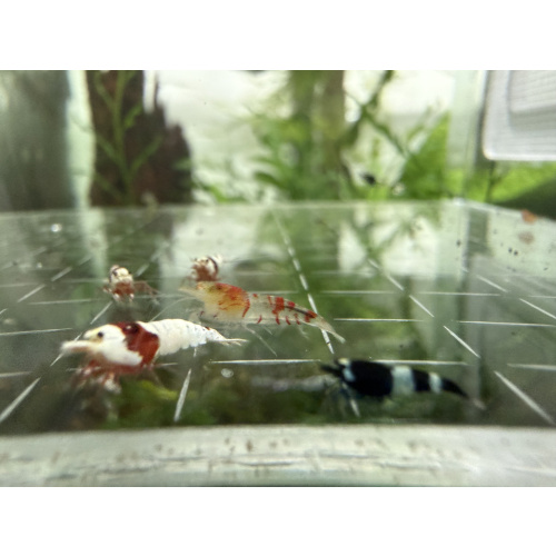 Mix Caridina shrimp/ shrimps