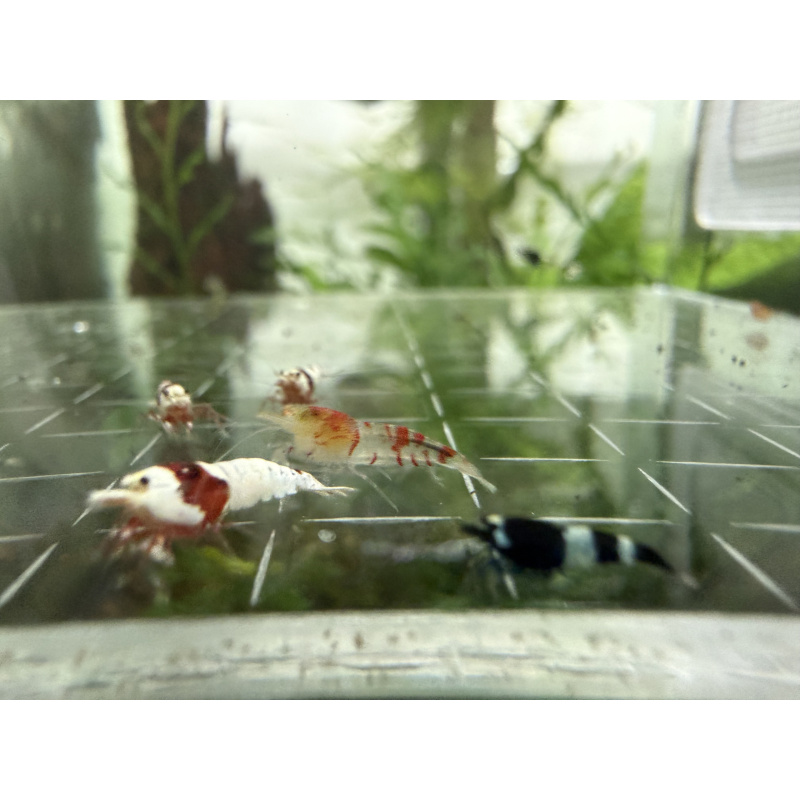Mix Caridina shrimp/ shrimps