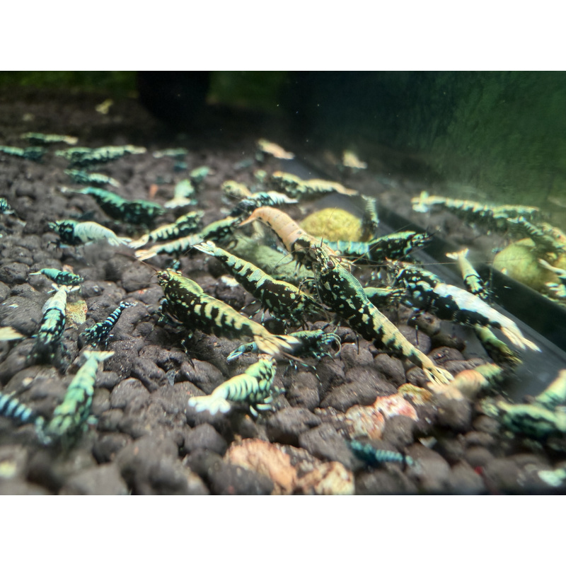 Black galaxy fishbone mixed grade x20