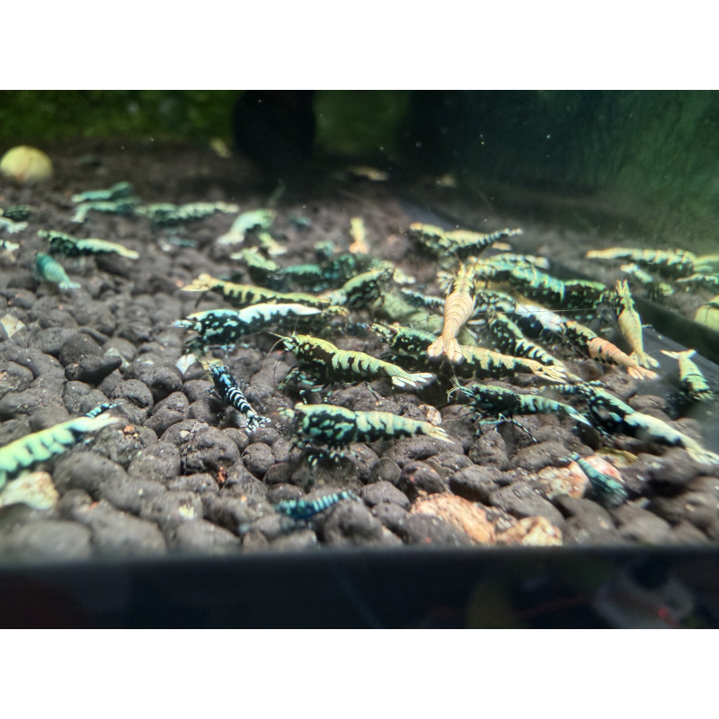 Black galaxy fishbone mixed grade x20
