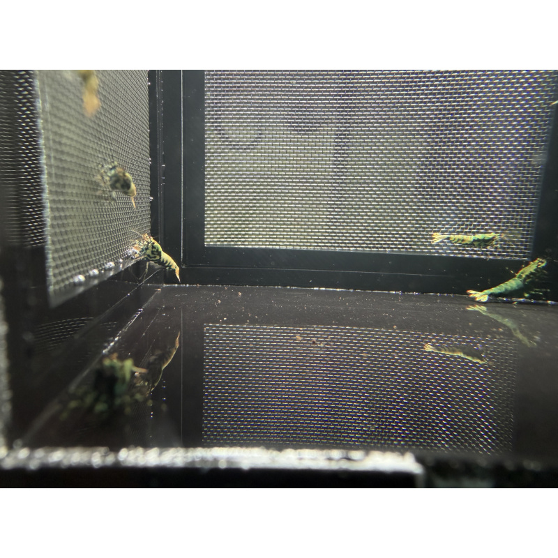 Boa shrimps