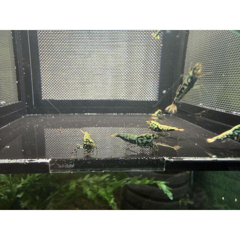 Boa shrimps