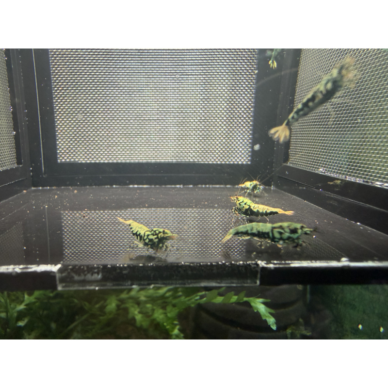 Boa shrimps