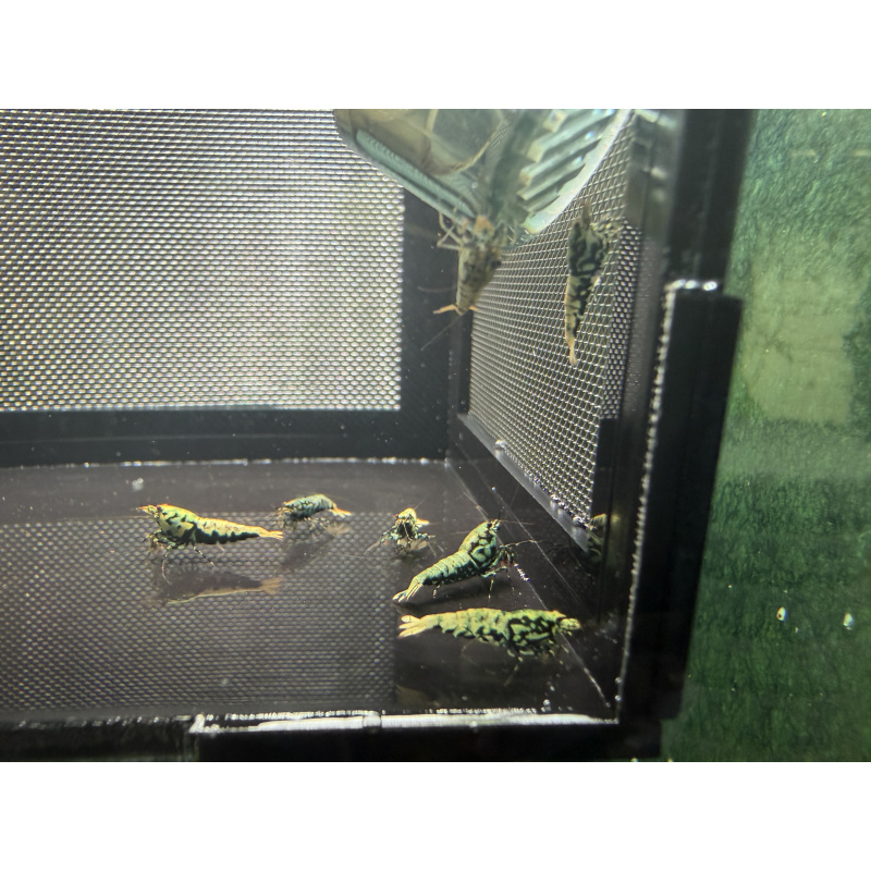 Boa shrimps