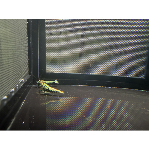 Boa shrimps