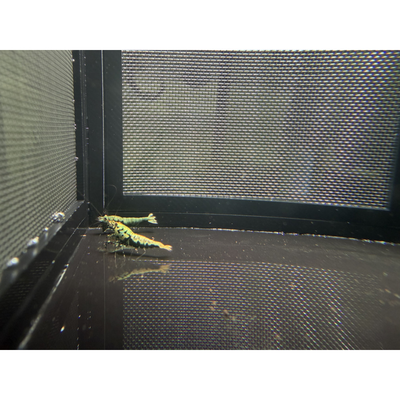 Boa shrimps