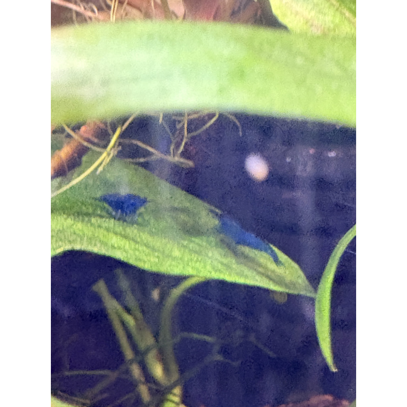 Blue Neocaridina Shrimp