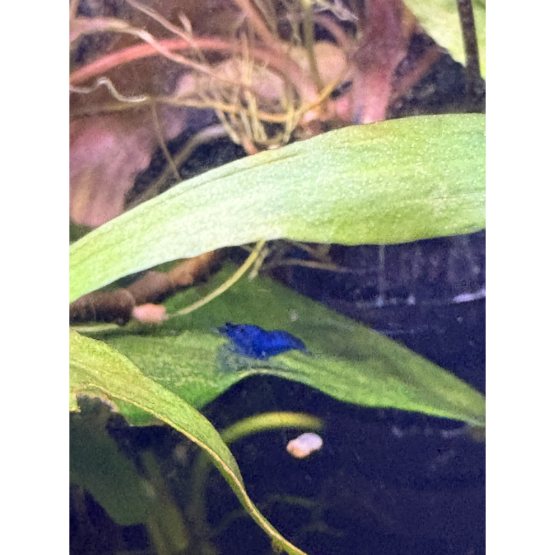 Blue Neocaridina Shrimp