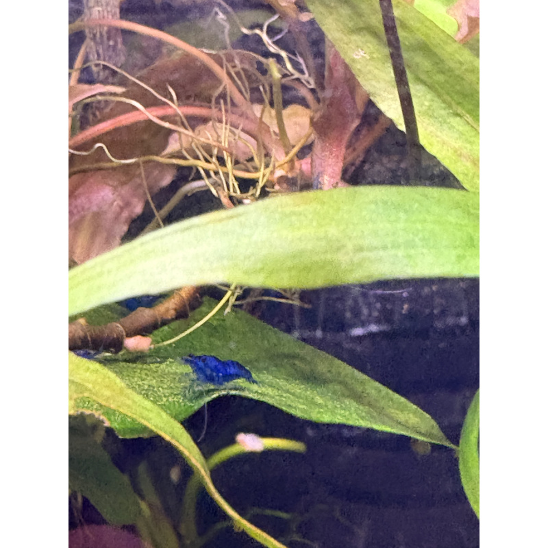 Blue Neocaridina Shrimp