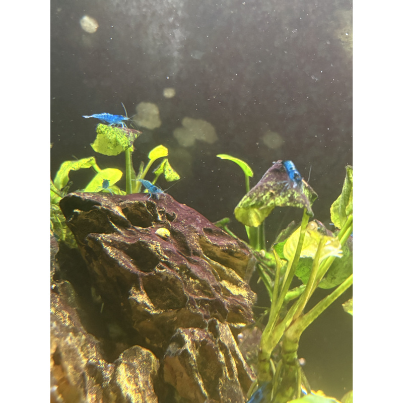 Blue Neocaridina Shrimp