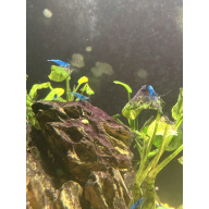 Blue Neocaridina Shrimp