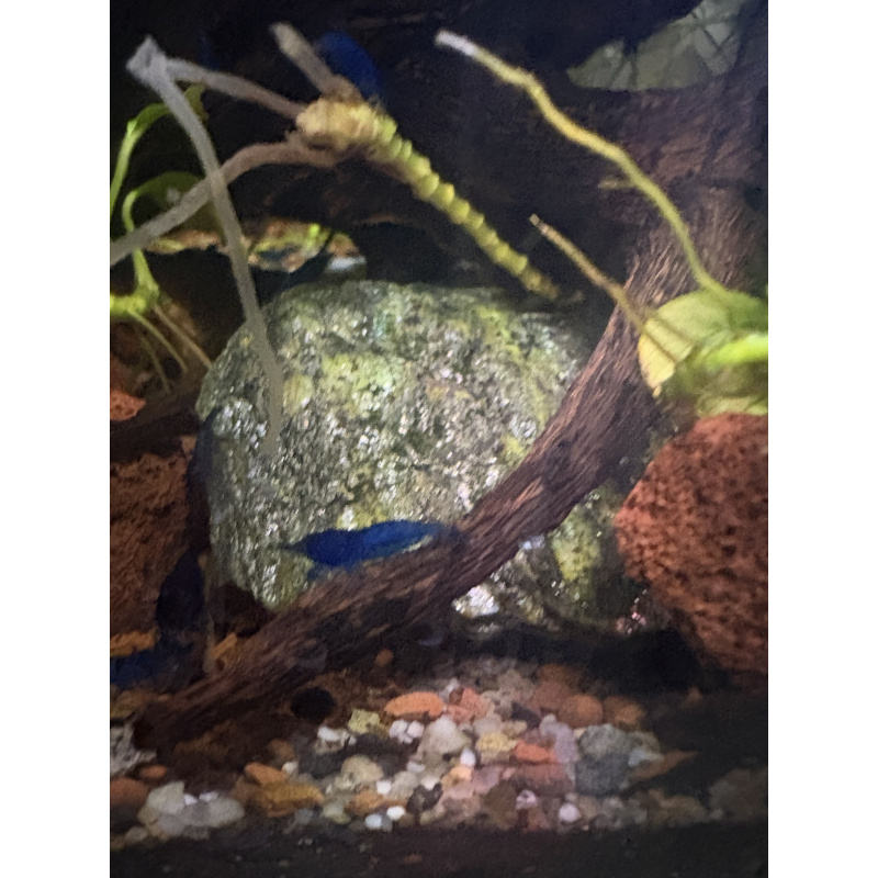 Blue Neocaridina Shrimp