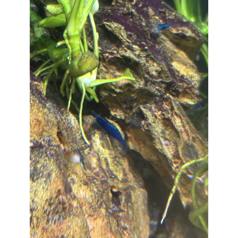 Blue Neocaridina Shrimp