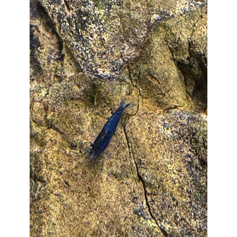 Blue Neocaridina Shrimp