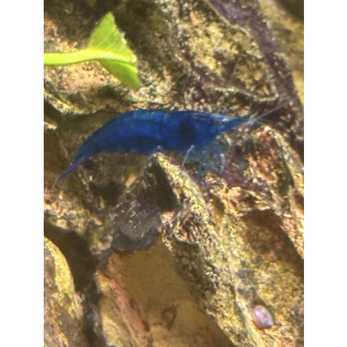 Blue Neocaridina Shrimp