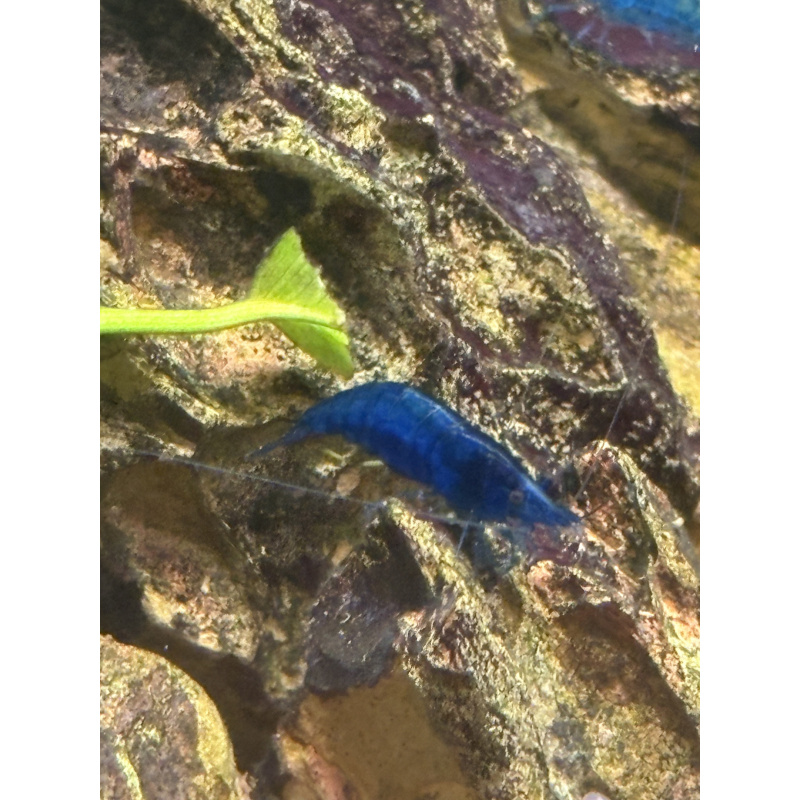 Blue Neocaridina Shrimp