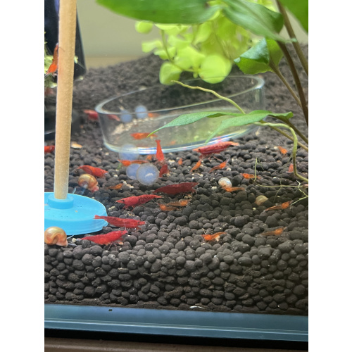 Red cherry shrimp 28X