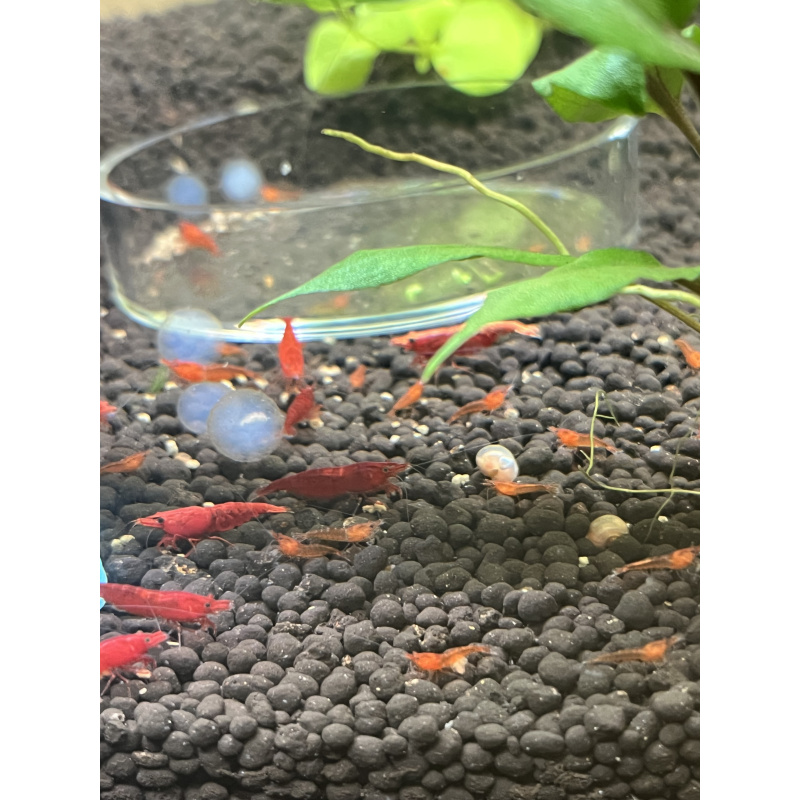 Red cherry shrimp 28X